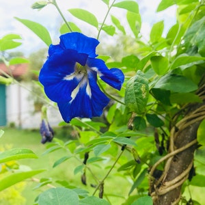20* Thai Double Petal BLUE BUTTERFLY PEA Seeds- Pack-Blue Flower (RareFind) Butterfly Pea Clitoria Ternatea Garden Flower Free-Shipping