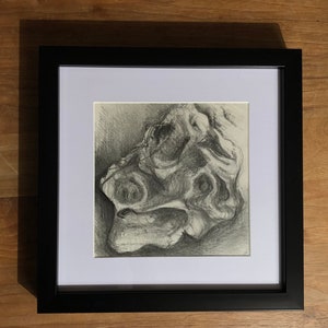 Oyster - graphite pencil drawing