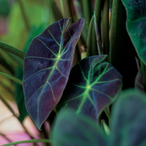 LIVE Colocasia Black Beauty Starter Plant (Must Buy A Minimum Of ANY 2 PLANTS To Complete Purchase!)