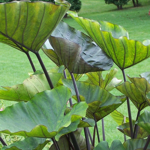 Teacup Elephant Real
