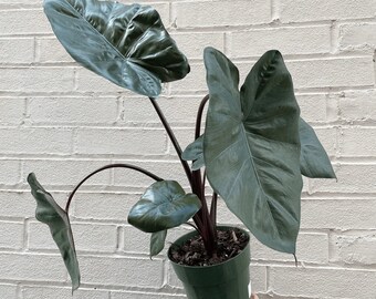 Alocasia 'Yucatan Princess' Starter Plant (Must Buy A Minimum Of ANY 2 PLANTS To Complete Purchase!)