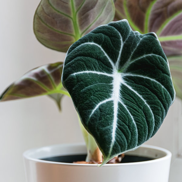Alocasia Black Velvet Starter Plant (Must Buy A Minimum Of ANY 2 PLANTS To Complete Purchase!)