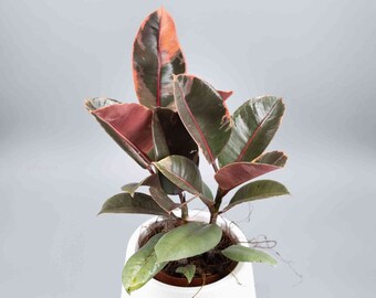 Ficus Ruby (Multi Stem) Starter Plant (Must Buy A Minimum Of ANY 2 PLANTS To Complete Purchase!)