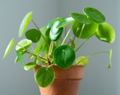 Pilea Peperomioides 39 Chinese Money Plant UFO Plant 39 Starter Plant (Must Buy A Minimum Of ANY 2 PLANTS To Complete Purchase )
