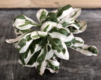 Alternanthera Snow Queen Starter Plant (Must Buy A Minimum Of ANY 2 PLANTS To Complete Purchase!)