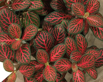 Fittonia Red (Nerve Plant) Starter Plant (Must Buy A Minimum Of ANY 2 PLANTS To Complete Purchase!)