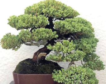 Bonsai Starter Plant Juniperus Procumbens Nana (Must Buy A Minimum Of ANY 2 PLANTS To Complete Purchase!)