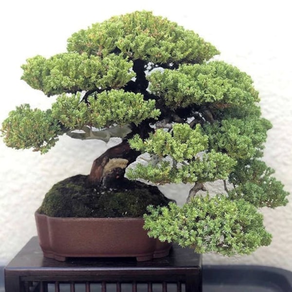 Bonsai Starter Plant Juniperus Procumbens Nana (Must Buy A Minimum Of ANY 2 PLANTS To Complete Purchase!)