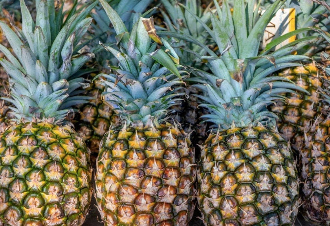 LIVE Pineapple Plant Sugarloaf Ananas Comosus Etsy