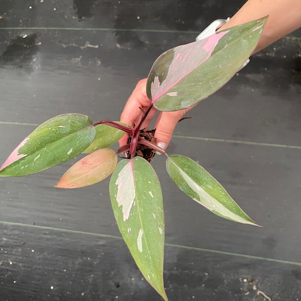 Philodendron PINK PRINCESS Starter Plant