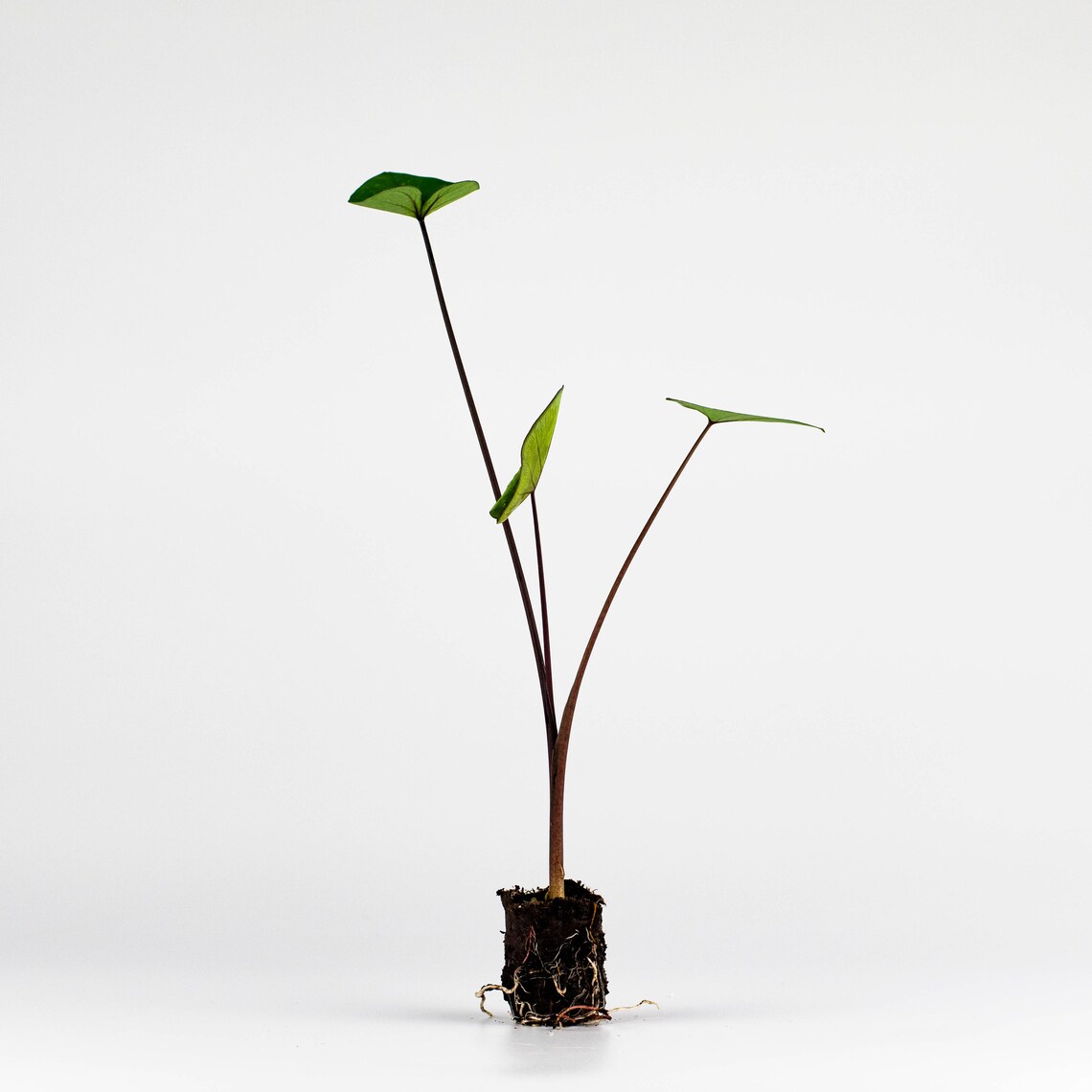 LIVE Tea Cup Elephant Ear Plant Colocasia Esculenta Live Plant Etsy