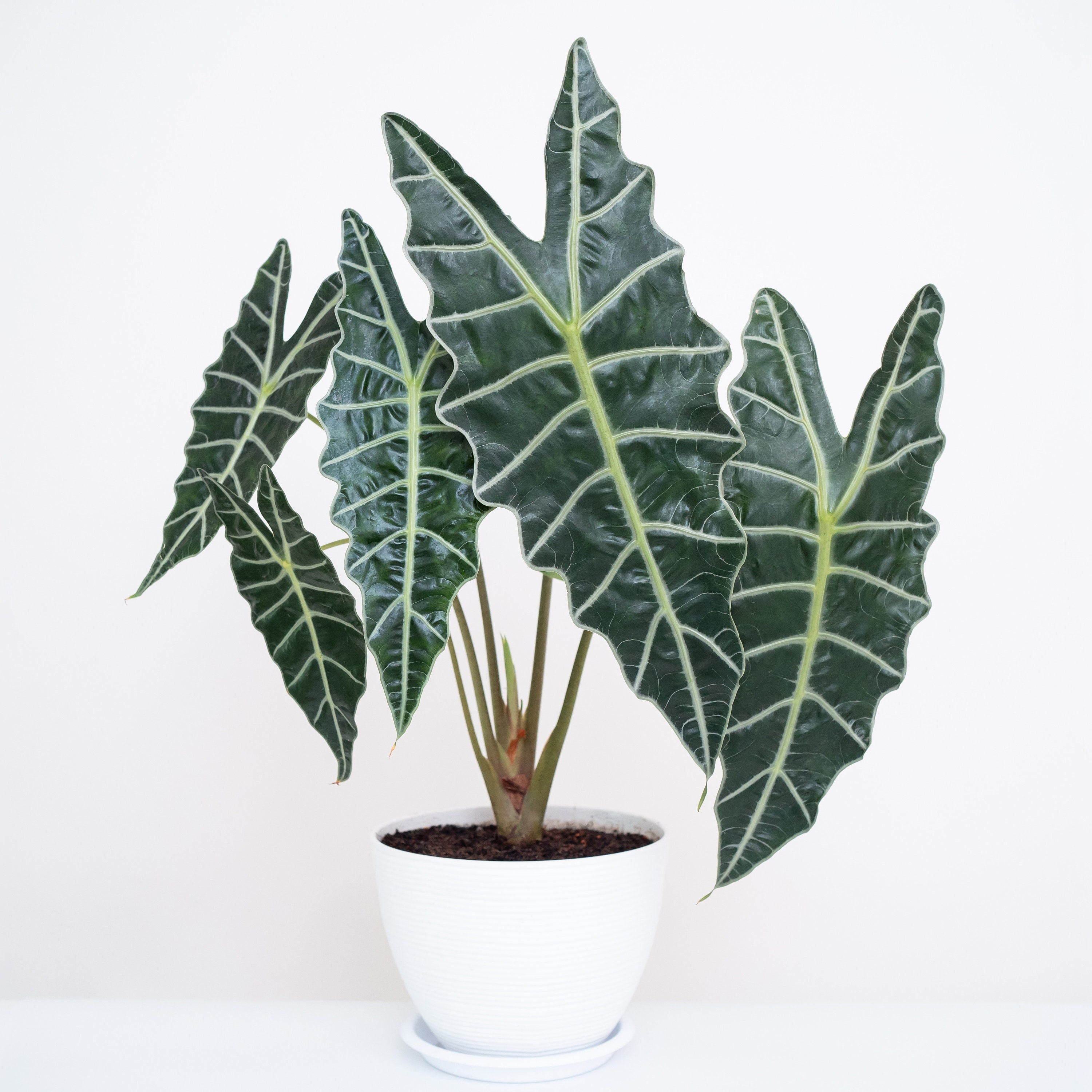 Alocasia Amazonica Starter Plant must Buy A Minimum of ANY 2 Etsy