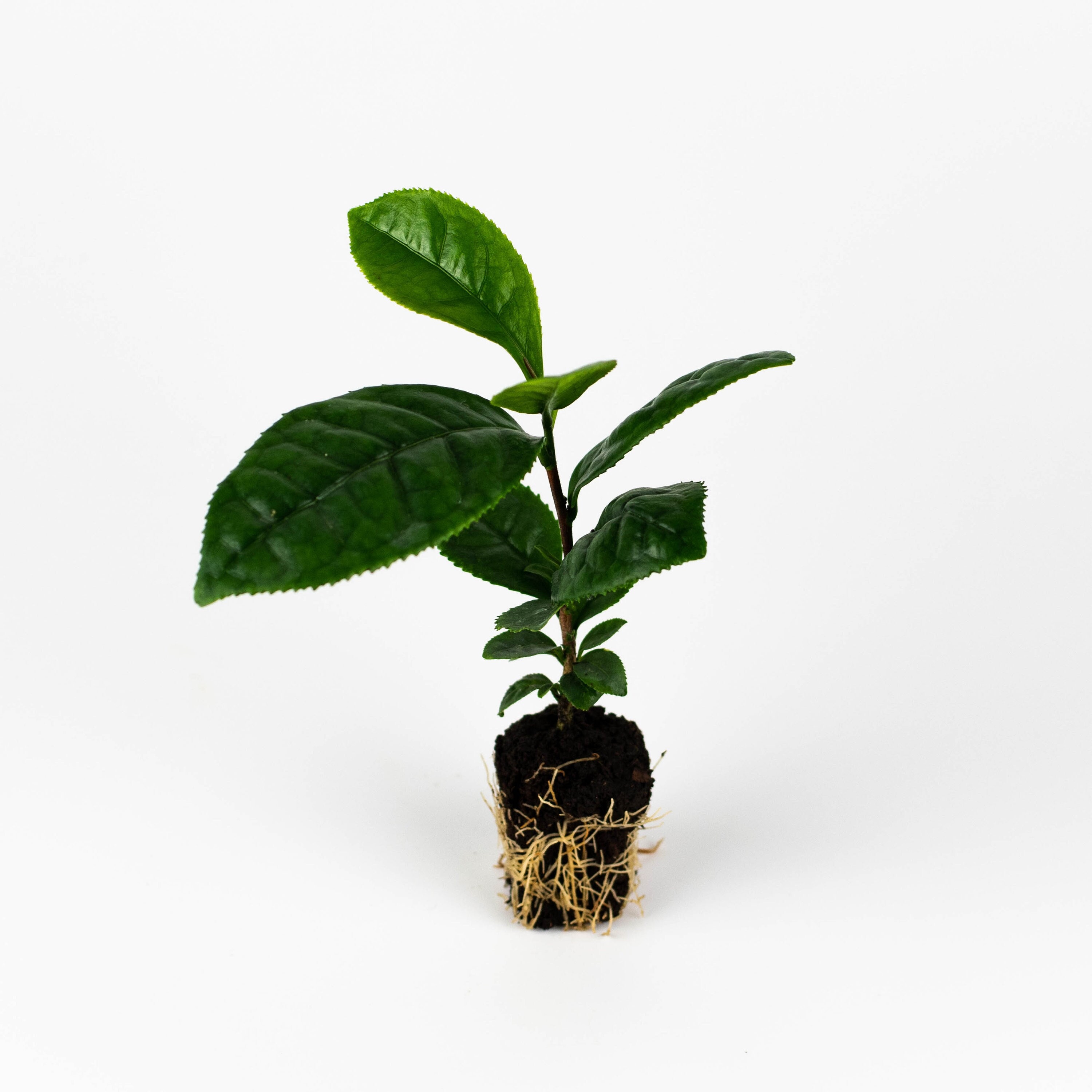 Green Tea Plant must Buy Minimum ANY 2 - Etsy