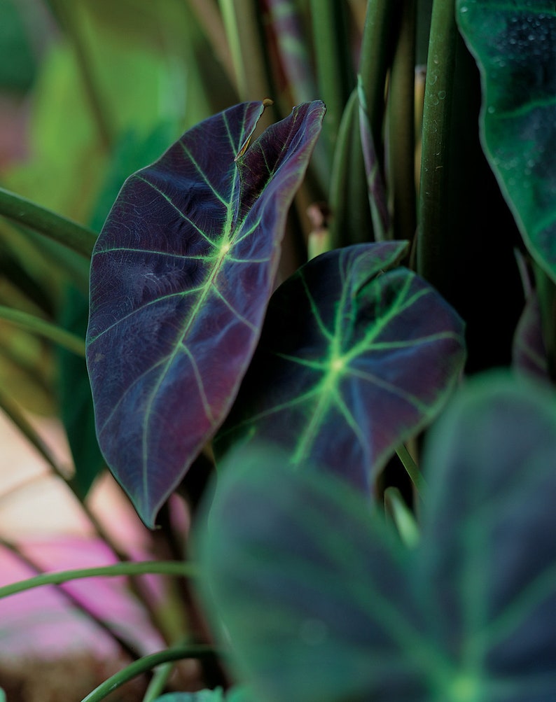 LIVE Colocasia Black Beauty Starter Plant (Must Buy A Minimum Of ANY 2 PLANTS To Complete Purchase!) 