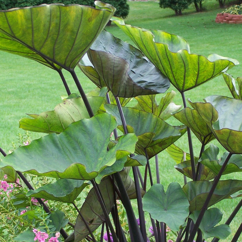 LIVE Tea Cup Elephant Ear Plant Colocasia Esculenta Live Plant Etsy