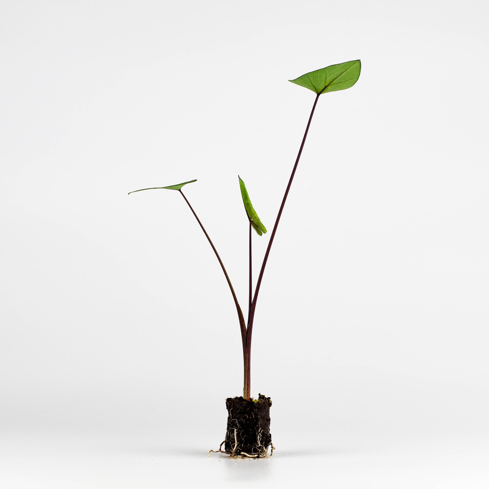 LIVE Tea Cup Elephant Ear Plant Colocasia Esculenta Live Plant Etsy