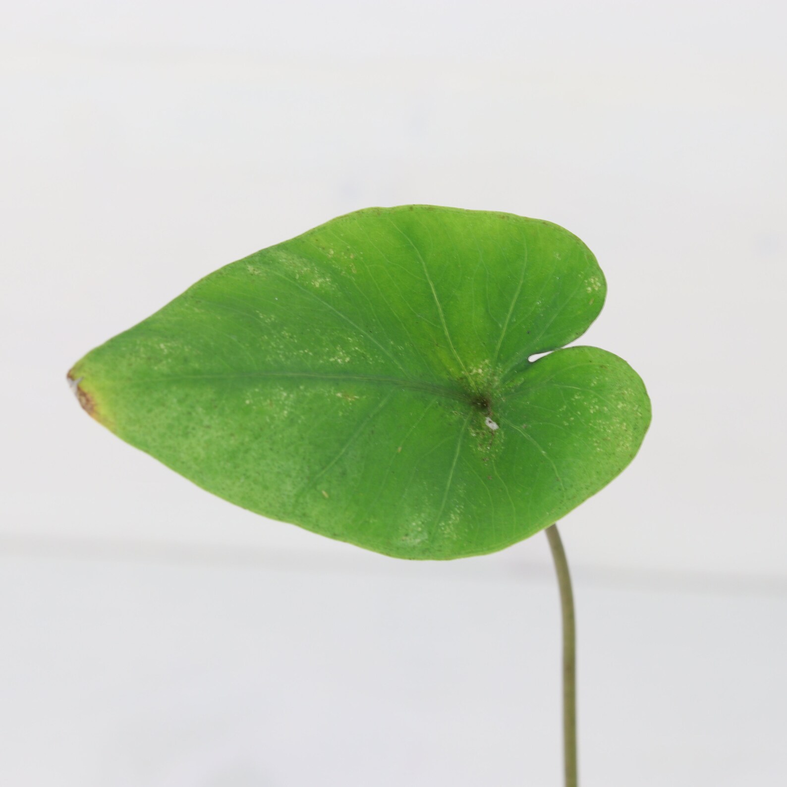 LIVE Tea Cup Elephant Ear Plant Colocasia Esculenta Live Plant Etsy