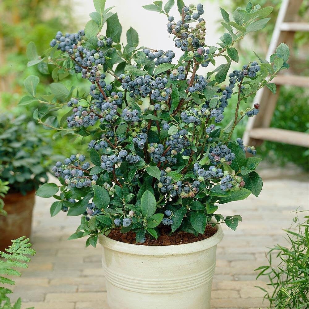 LIVE Vaccinium 'Top Hat' Blueberry Plant (Must Buy A Minimum …