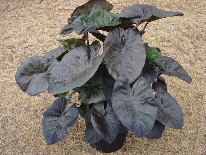 LIVE Colocasia 'Kona Coffee' Plant Elephant Ear Etsy