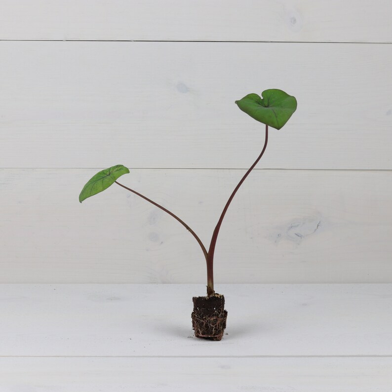 LIVE Colocasia 'kona Coffee' Plant Elephant Ear Etsy