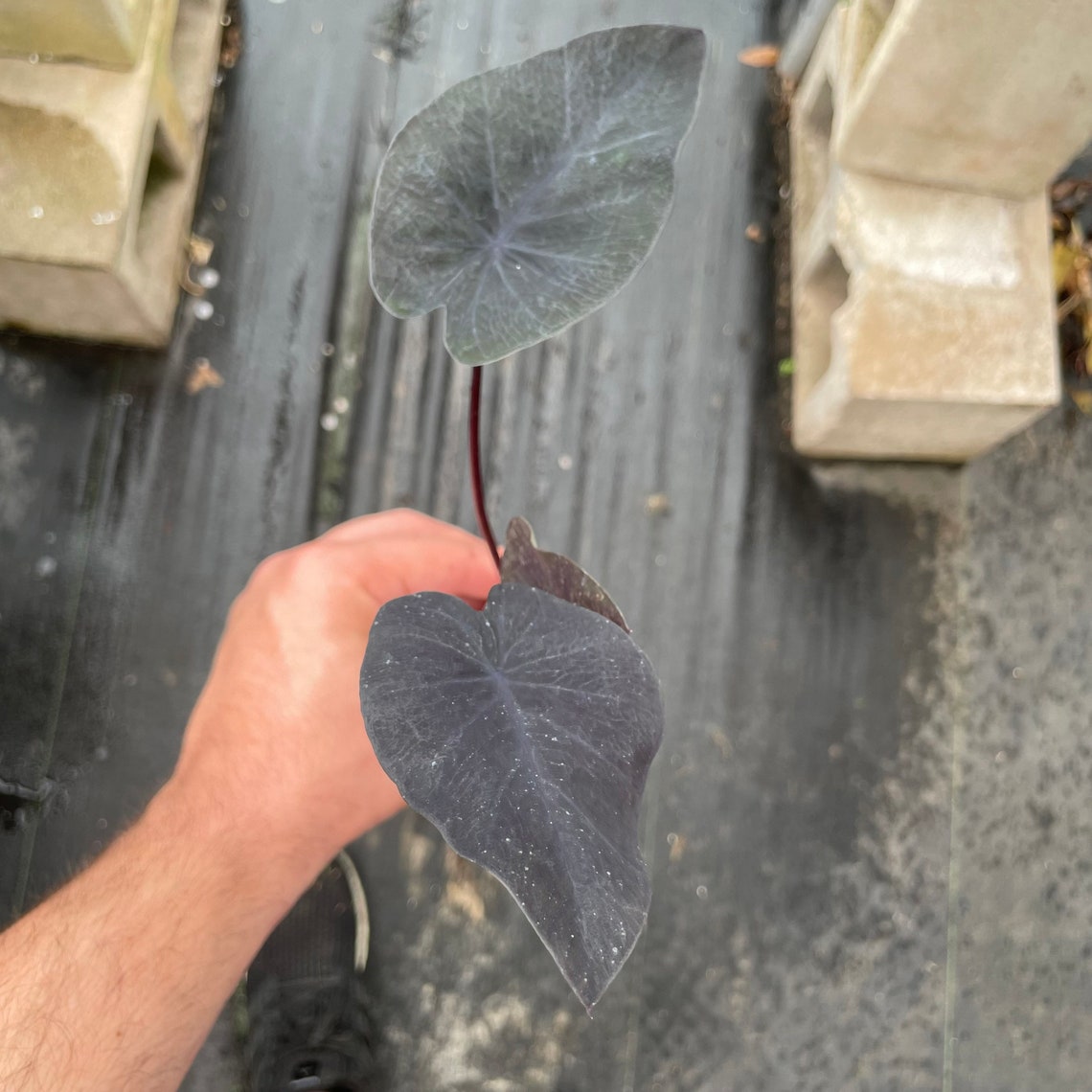 Colocasia 'black Ripple' Elephant Ear Starter Plant Etsy