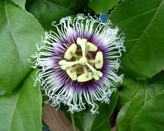 LIVE Passion Fruit Plant  Passiflora Edulis  Possum