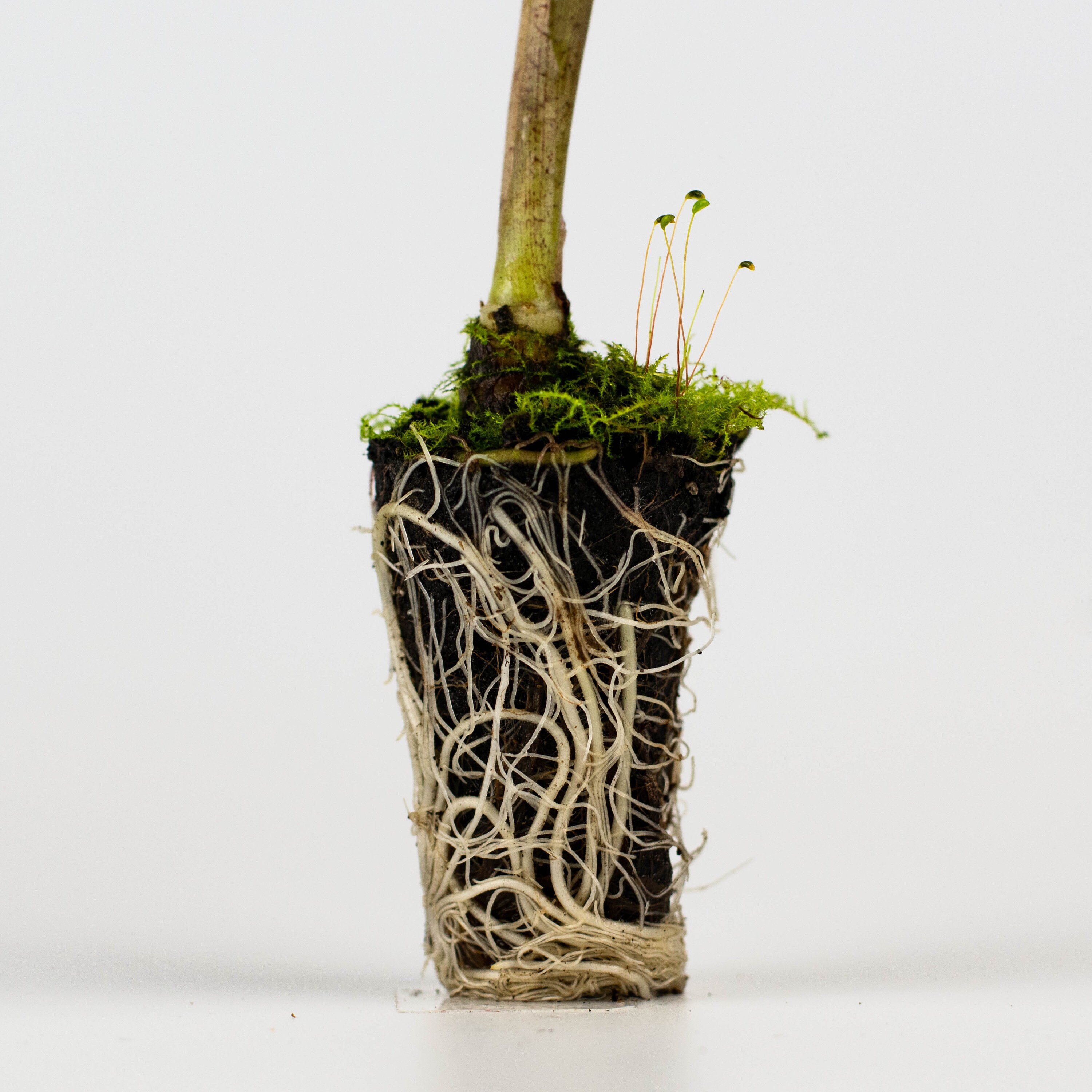 Alocasia 'sumo' Elephant Ear Starter Plant must Buy A Etsy