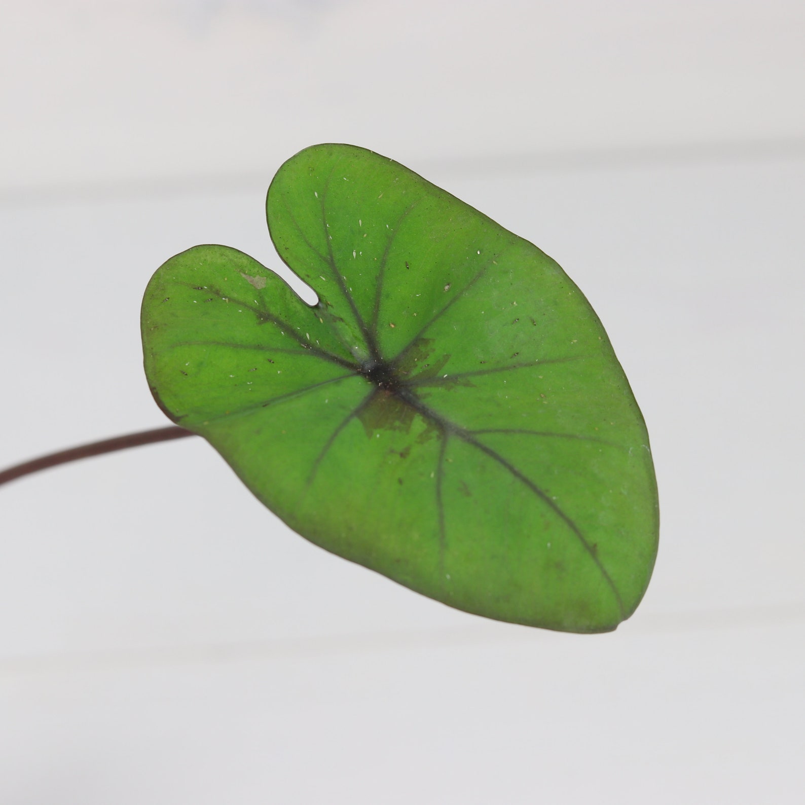 LIVE Colocasia 'kona Coffee' Plant Elephant Ear Etsy