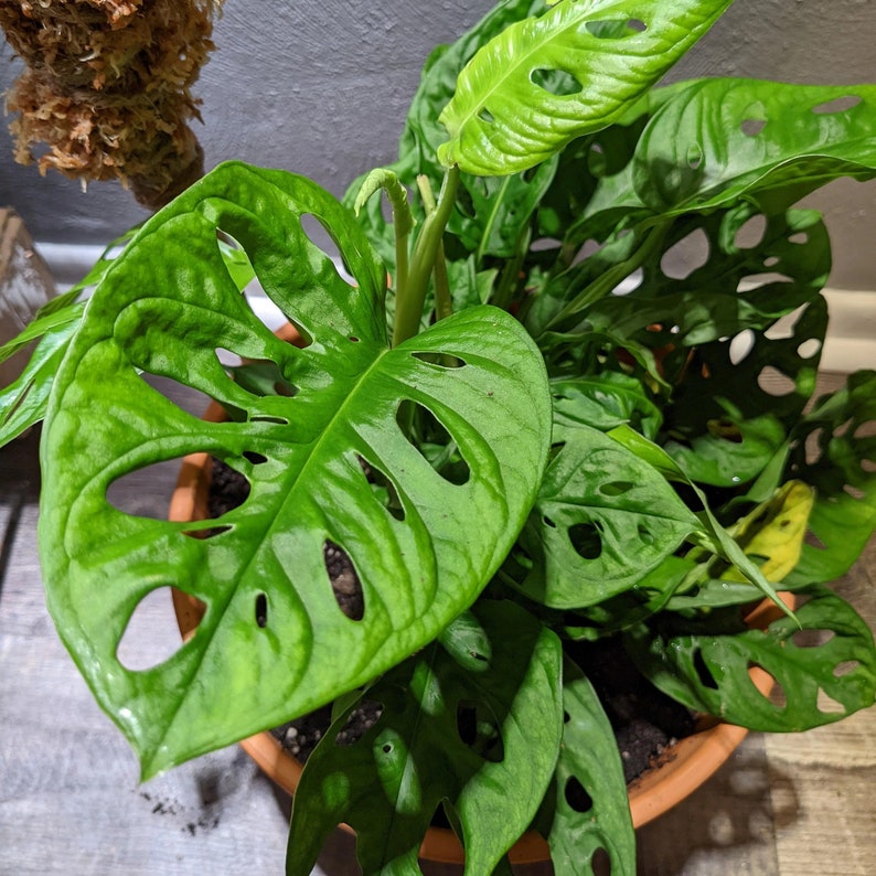 Monstera Obliqua Expilata 'swiss Cheese Plant' Starter Etsy