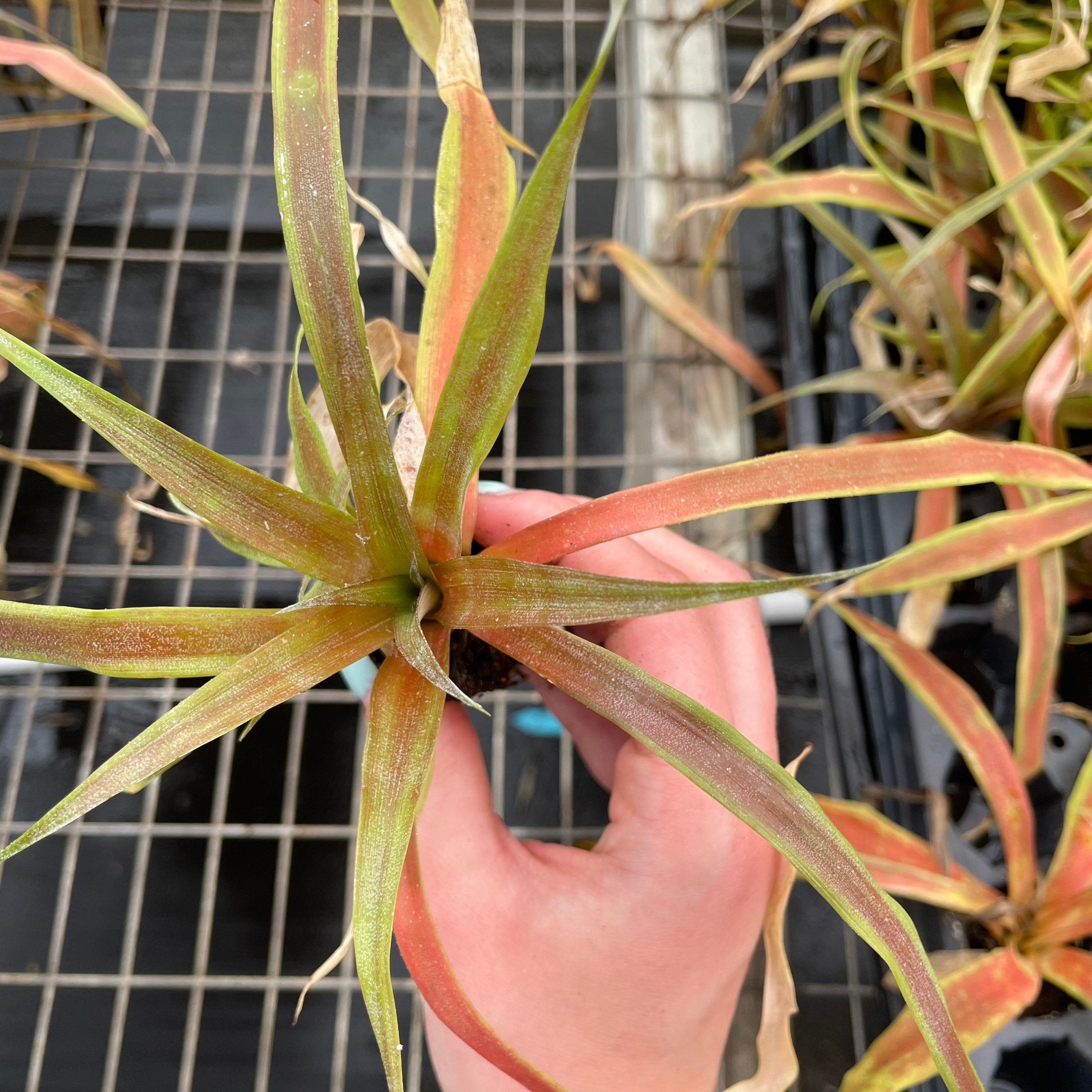 LIVE Florida Special Pineapple Plant Ananas Comosus Live Etsy