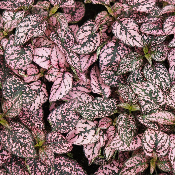 Hypoestes Pink 'polka Dot Plant' Starter Plant must - Etsy