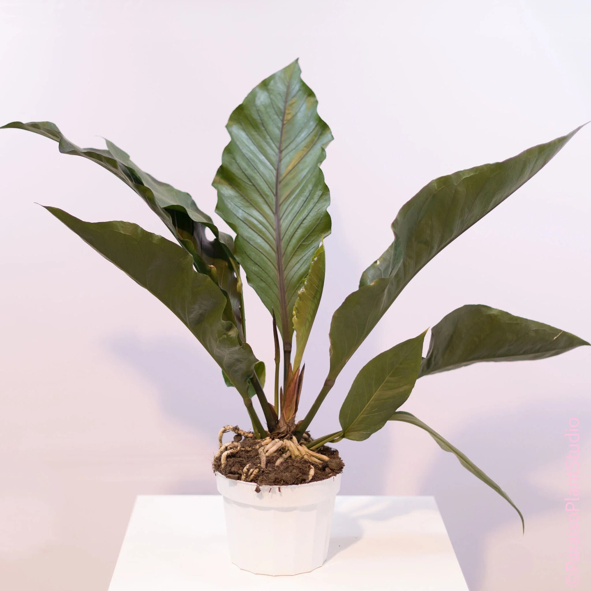 Anthurium Big Red Bird Starter Plant must Buy A Minimum of Etsy