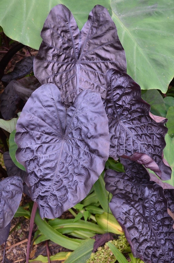 Colocasia 'black Ripple' Elephant Ear Starter Plant Etsy