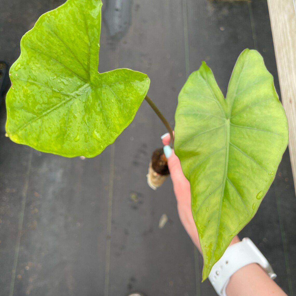 Alocasia 'sumo' Elephant Ear Starter Plant must Buy A Etsy