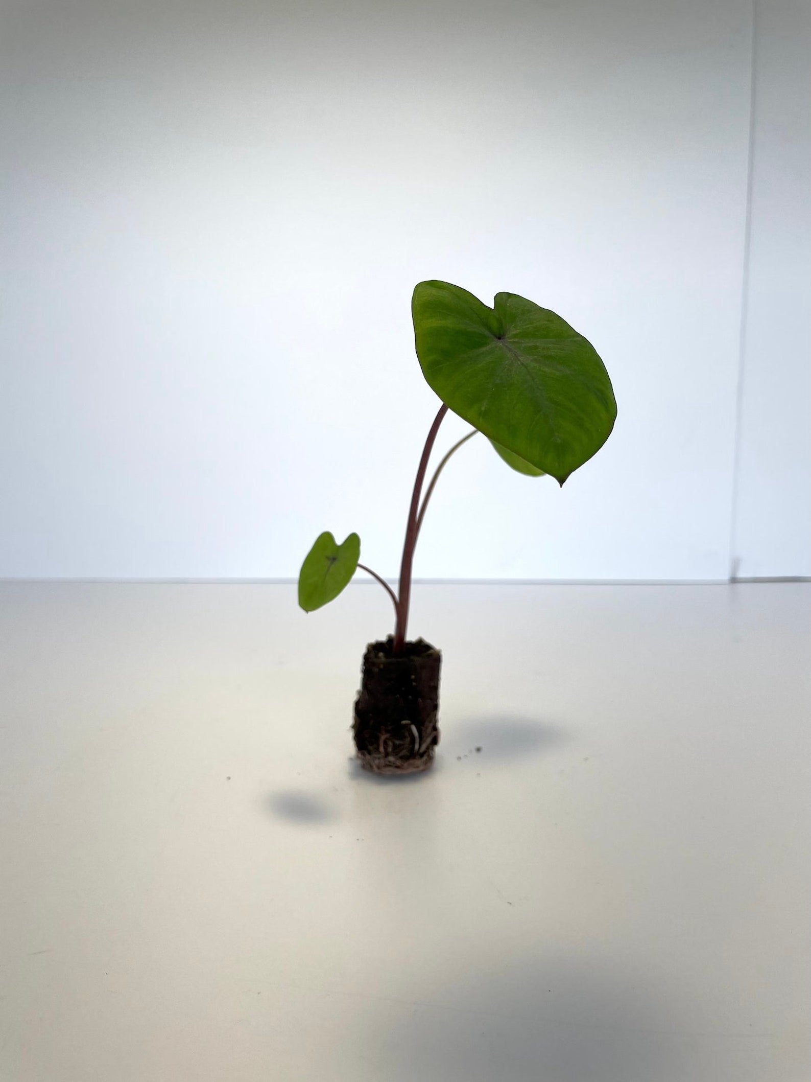 LIVE Colocasia 'Kona Coffee' Plant Elephant Ear Etsy