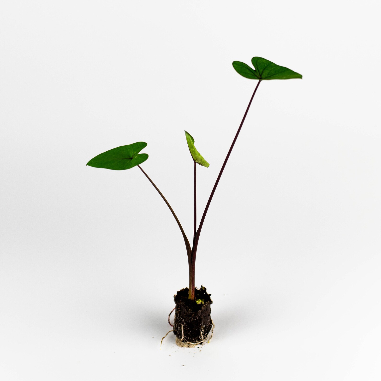 LIVE Tea Cup Elephant Ear Plant Colocasia Esculenta Live Plant Etsy