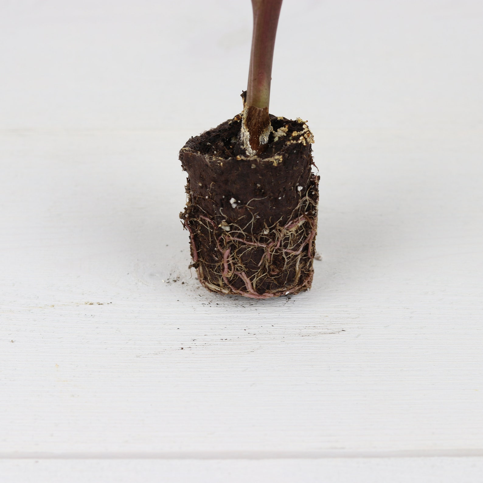 LIVE Colocasia 'kona Coffee' Plant Elephant Ear Etsy