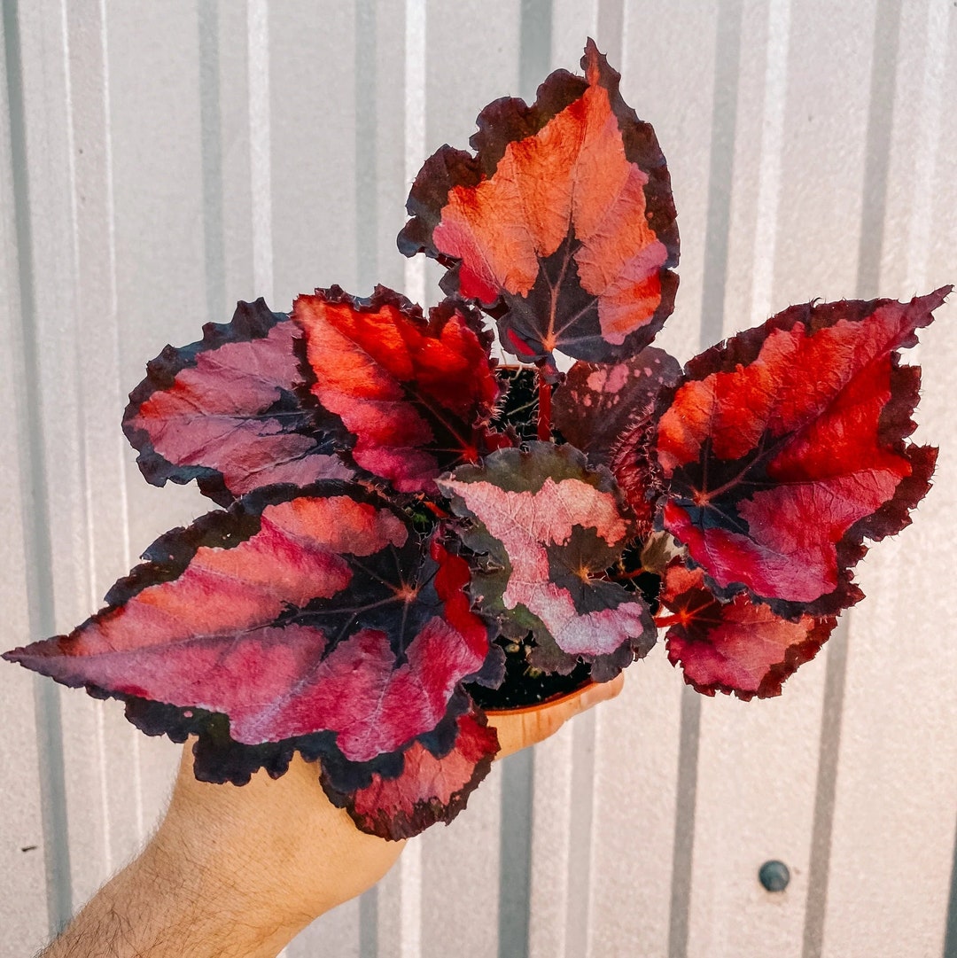 Begonia Harmony's Red Robin Starter Plant Debe comprar - Etsy México