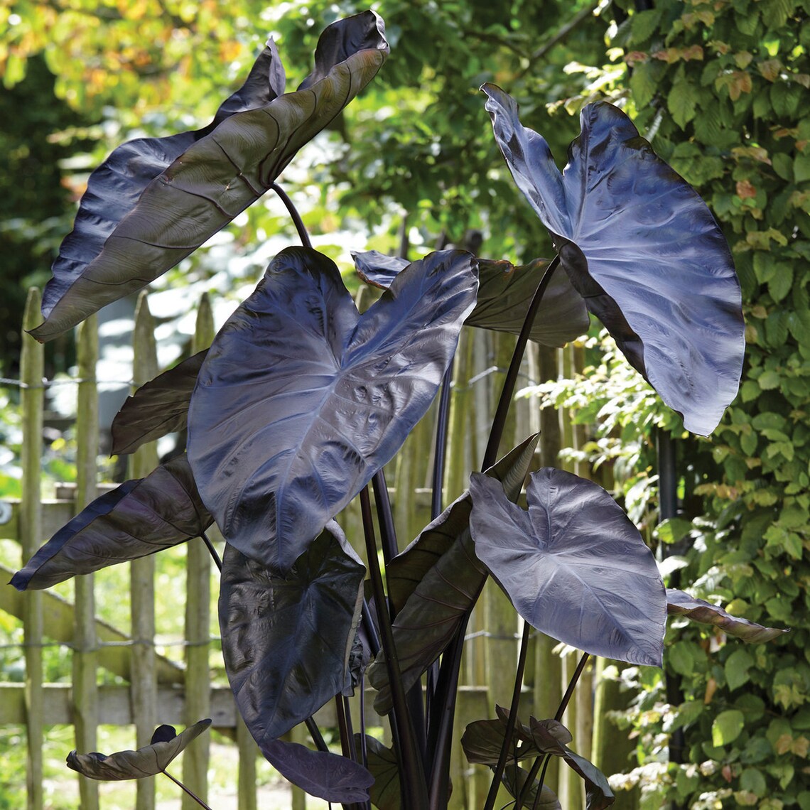 LIVE Black Coral Elephant Ear Plant Colocasia Esculenta