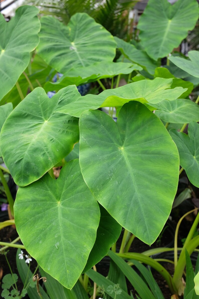 LIVE Colocasia Jack's Giant Plant Elephant Ear Plant Etsy