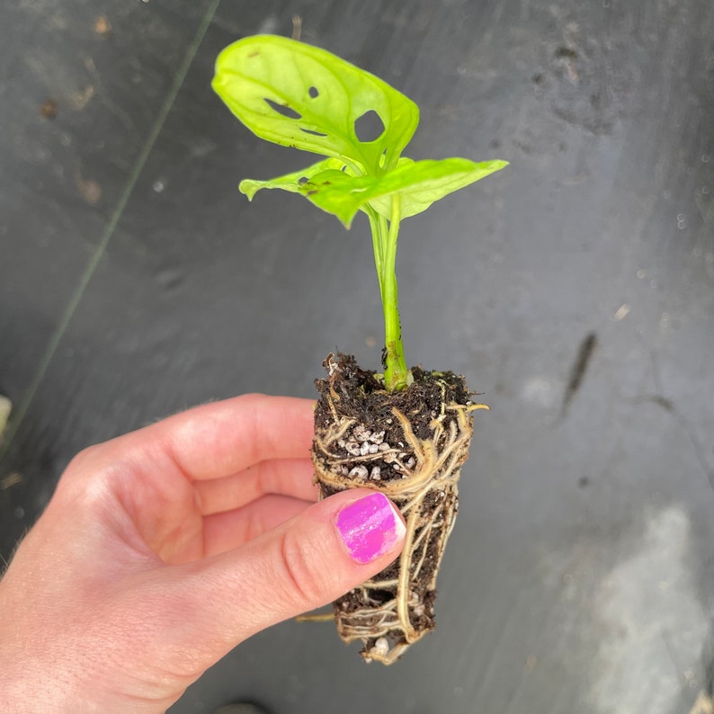 Monstera Obliqua Expilata 'swiss Cheese Plant' Starter Etsy