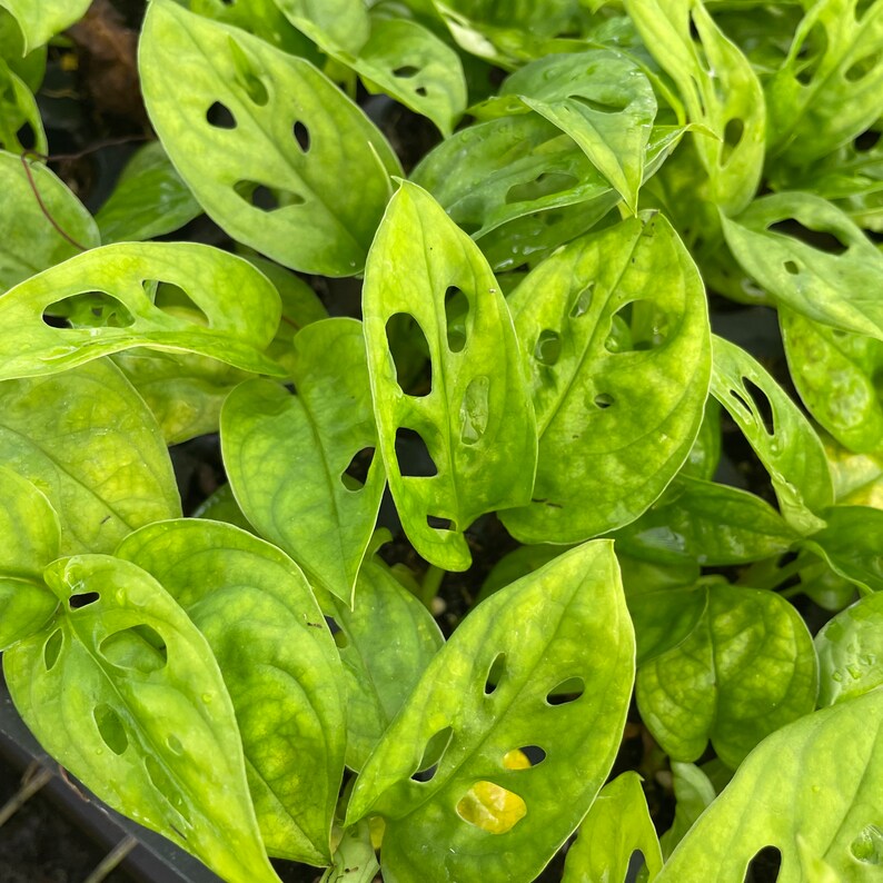 Monstera Obliqua Expilata 'swiss Cheese Plant' Starter Etsy Australia