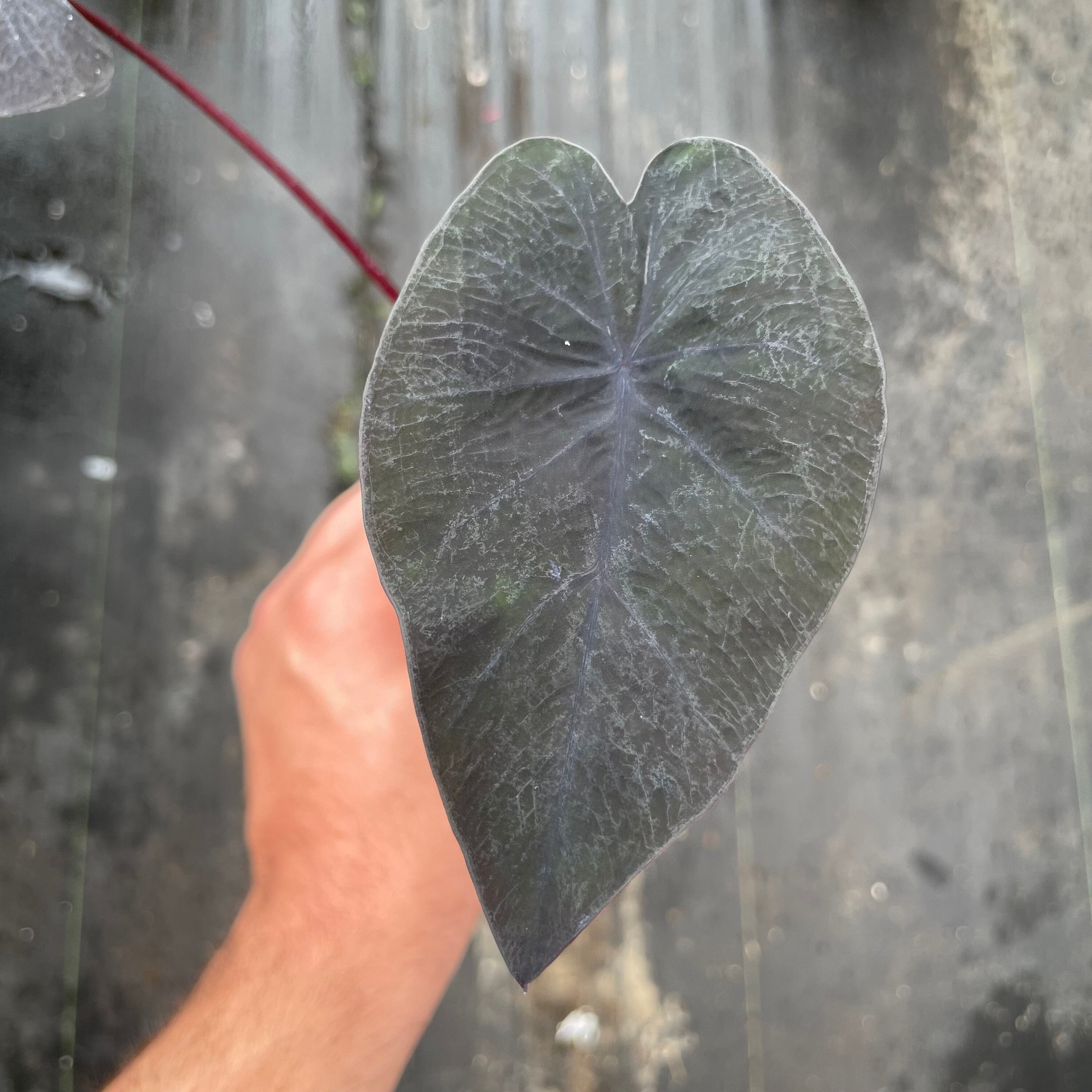 Colocasia 'black Ripple' Elephant Ear Starter Plant Etsy