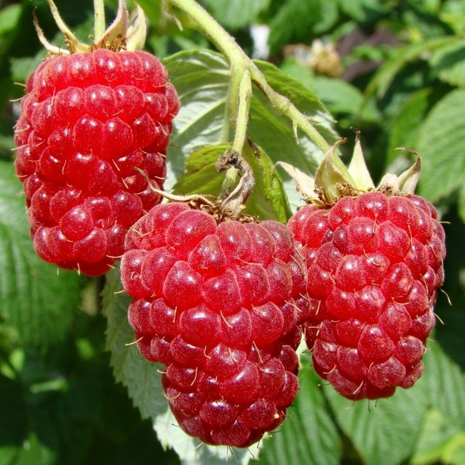 LIVE Caroline Red Raspberry Plant Rubus Live Plant Must