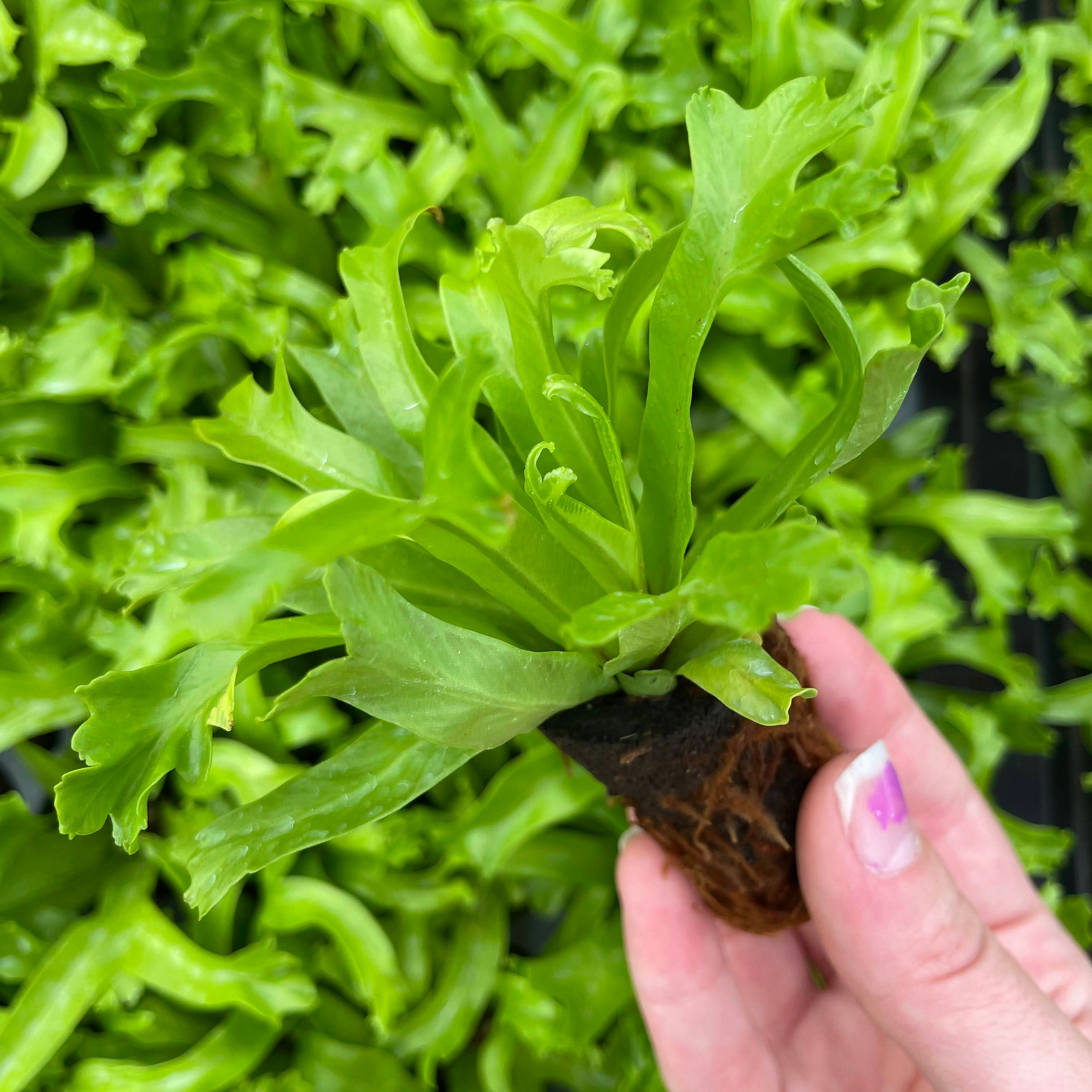 Bird's Nest Fern 'leslie' Starter Plant must Buy Etsy
