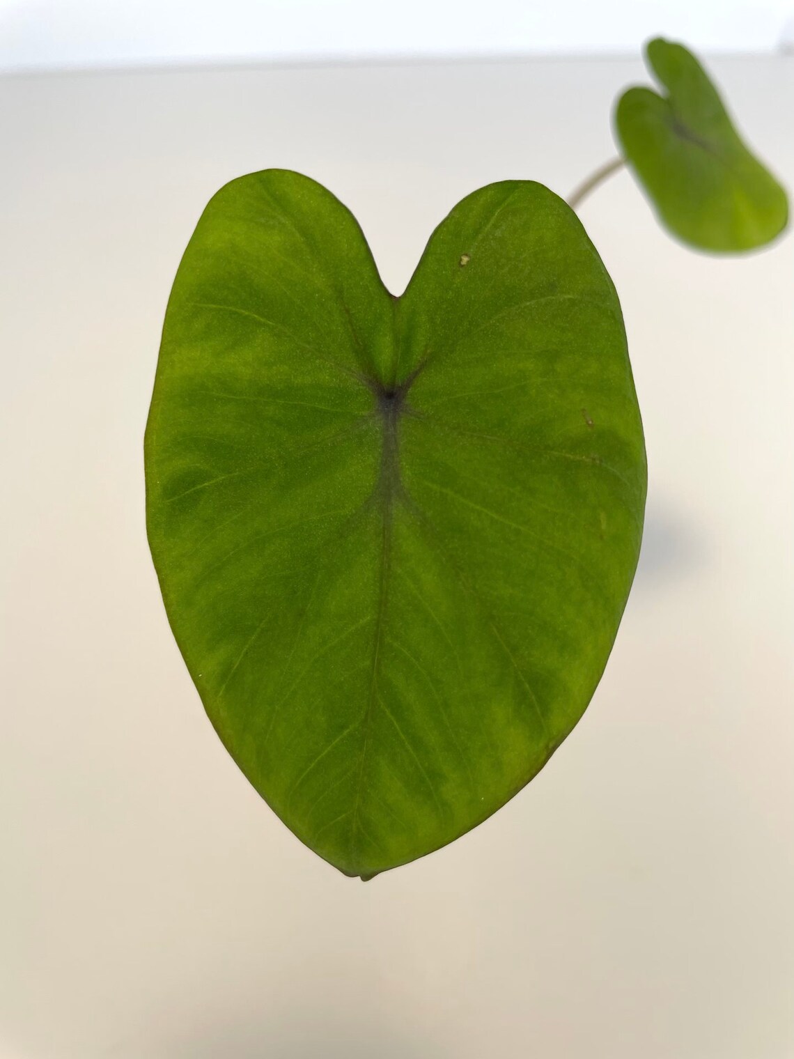 LIVE Colocasia 'Kona Coffee' Plant Elephant Ear Etsy