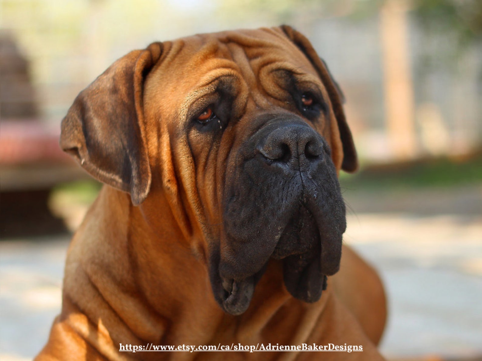 2021 Boerboel calendar Mastiff art 1 page calendar 12 mth | Etsy