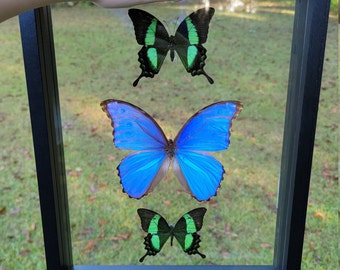 Real Framed Butterflies, Blue Purple Morpho butterfly and Emerald Swallowtails