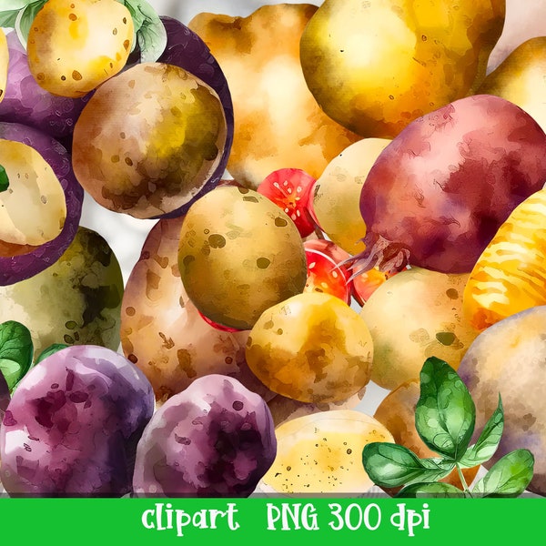 Harvest Watercolor Potatoes Clipart autumn vegetables Sublimation fall bundle Digital Download Commercial use included