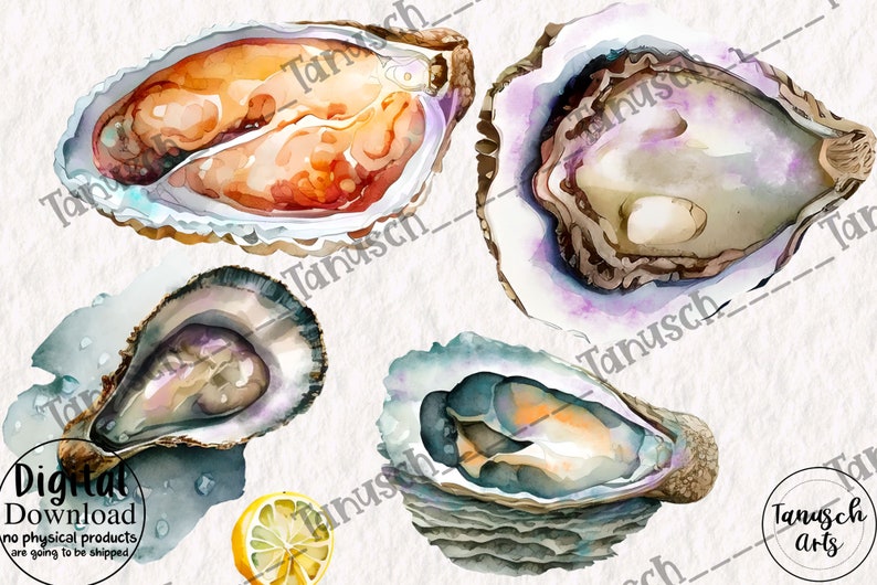 Watercolor Oysters Clipart PNG Shells Sea Life Illustration - Etsy